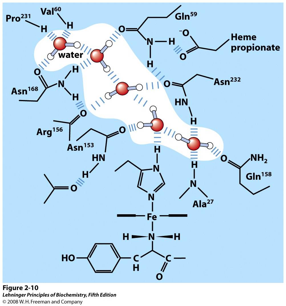 Water chain in cytochrome f