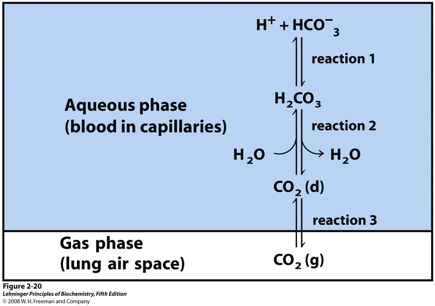 The bicarbonate buffer system