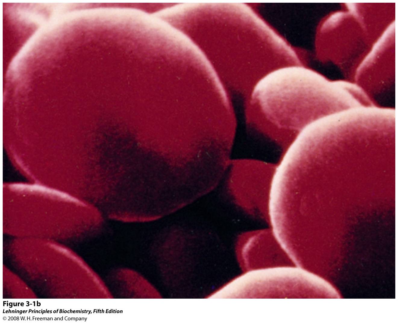 Erythrocytes contain large amounts of the oxygen-transporting protein