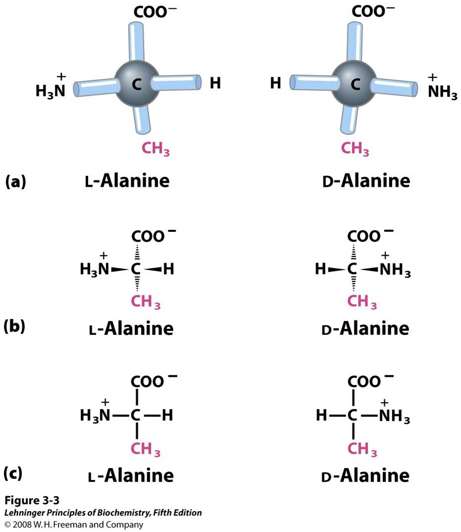 Stereoisomerism in α-amino acids