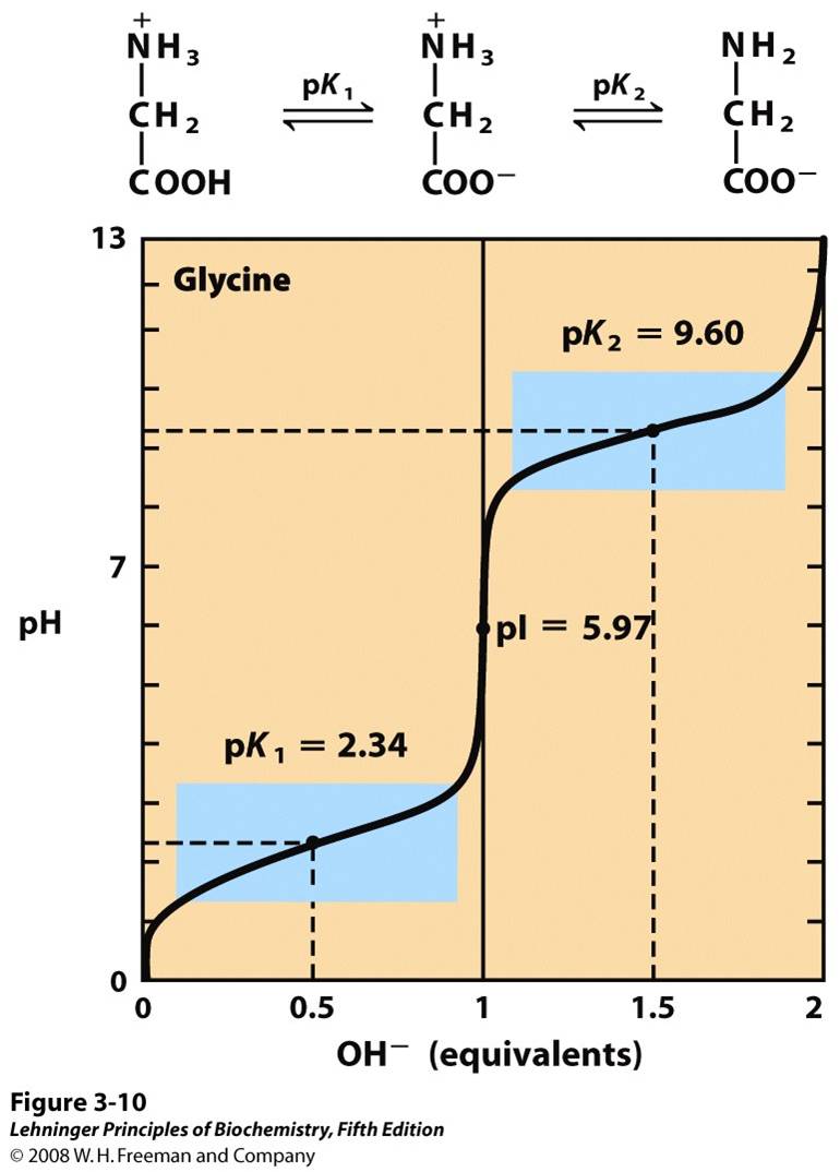 Titration of an amino acid