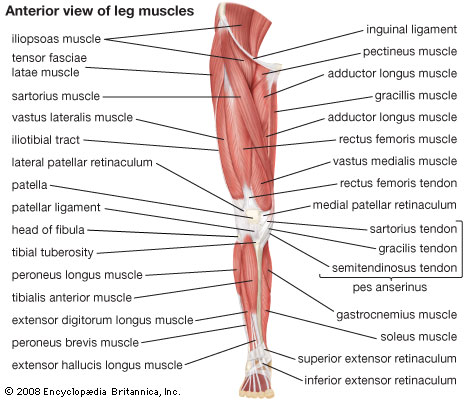 anatomy of leg muscle