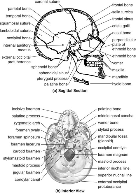 skull sagittal and inferior