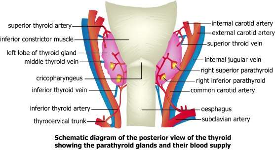 parathyroid anatomy