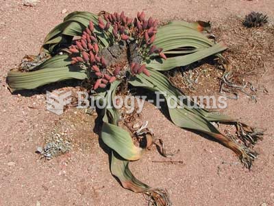 Welwitschia-mirabilis-female