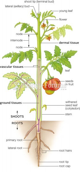 Body plan of a tomato plant