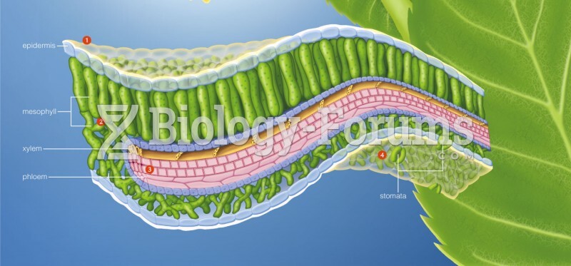 Anatomy of a eudicot leaf