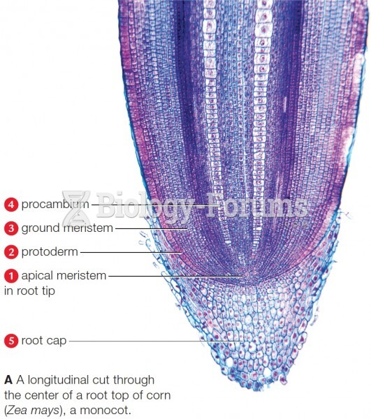 Primary growth in a root