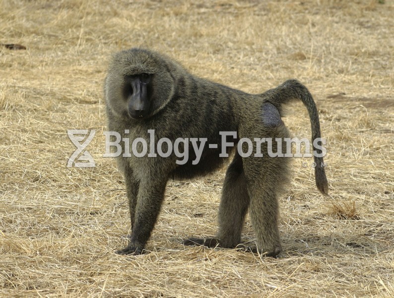 Nonanthropoid Primates: Old World Monkey