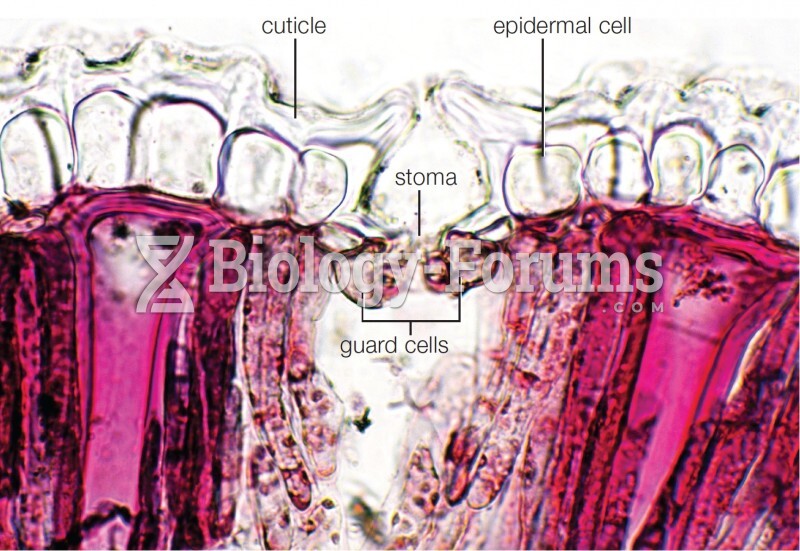 Water-conserving structures in a transverse section of pincushion leaf (Hakea laurina)