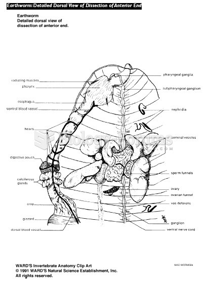 Earthworm Internal Diagram