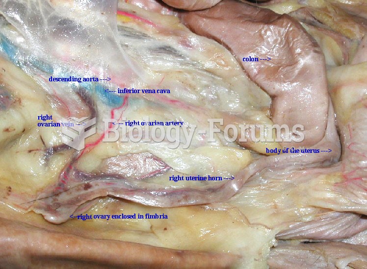 Female Cat's Reproductive Anatomy