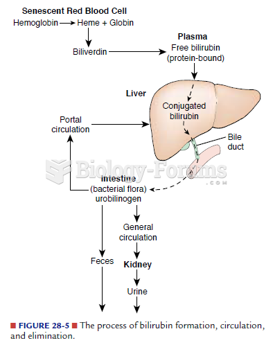 Formation of bilirubin, circulation and elimination