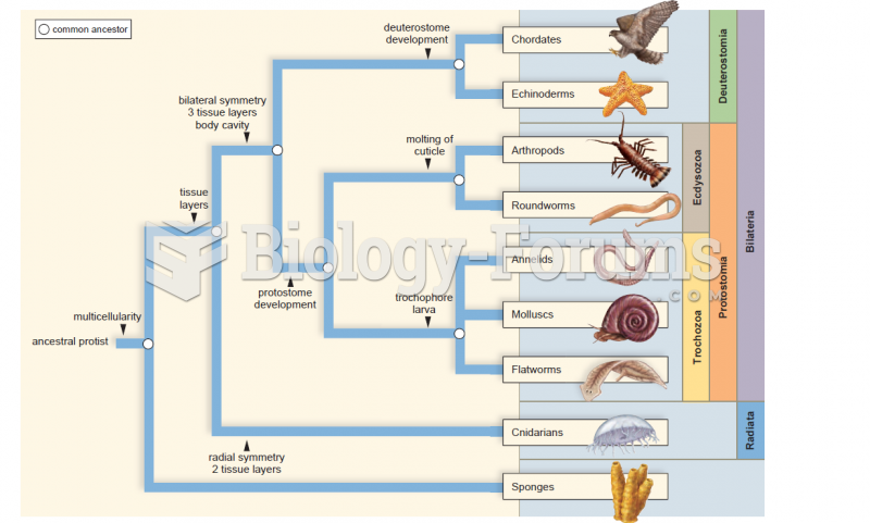 phylogenetic tree of animals