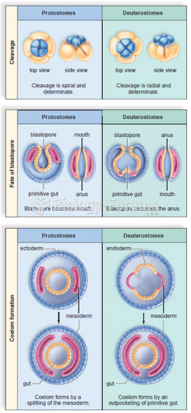 protostomes vs deuterostomes