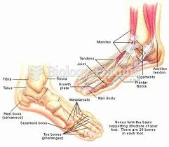 Anatomy of a Foot