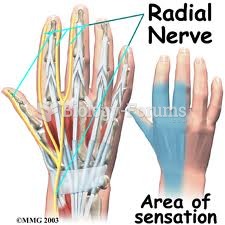 Radial Nerves of the Hand