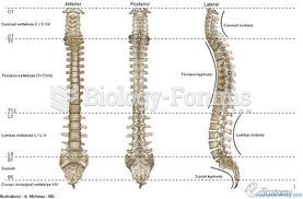 Verterbral Column Anatomy