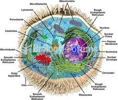 Structure of a Cell