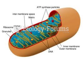 Structure of Mitochondria