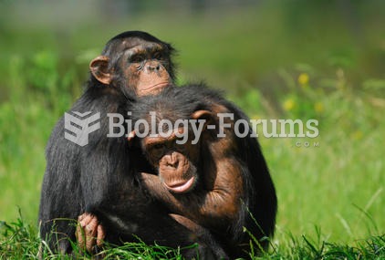 Chimpanzees