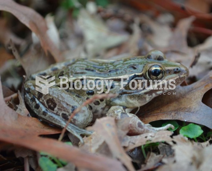 Unnamed Frog (Formally Thought of as a Leopard Frog)