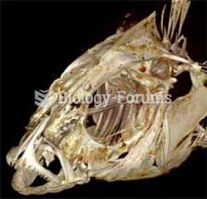 Micro CT Scan of FIsh