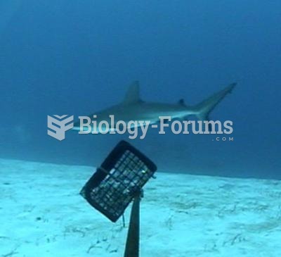 Sub-Adult Caribbean Reef Shark (Carcharhinus Perezi)