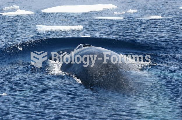 Antarctic blue whale