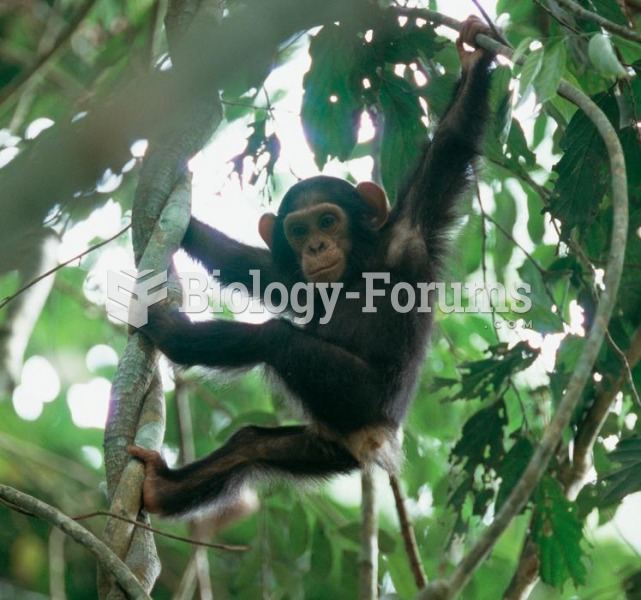 Goualougo Triangle Chimpanzees
