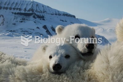 Polar Bear Cubs