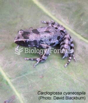 Bururi long-fingered frog (Cardioglossa cyaneospila)