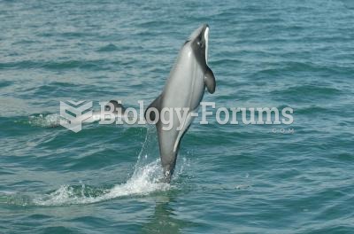 Female Hector's dolphin jumping off Banks Peninsula, New Zealand