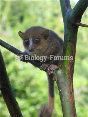 Gerp's mouse lemur (Microcebus gerpi)