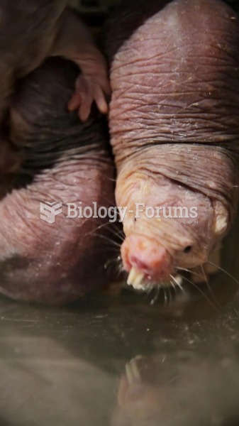 Naked Mole-Rat