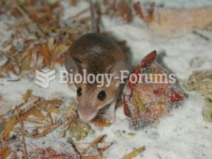 African Pygmy Mice