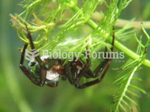 Diving bell spider (Argyroneta aquatica)