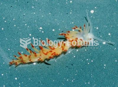 new species of nudibranch (also known as a sea slug)