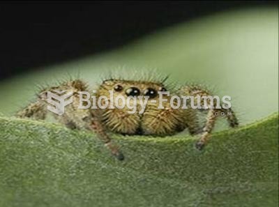 female spider