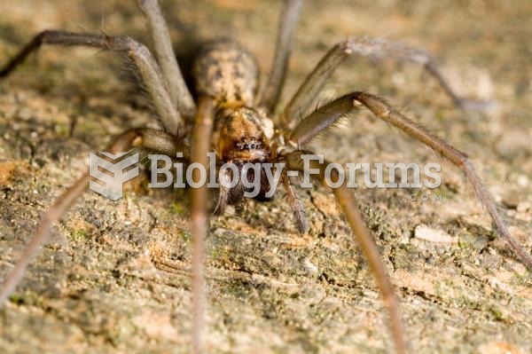 Wolf spider perched and ready to attack