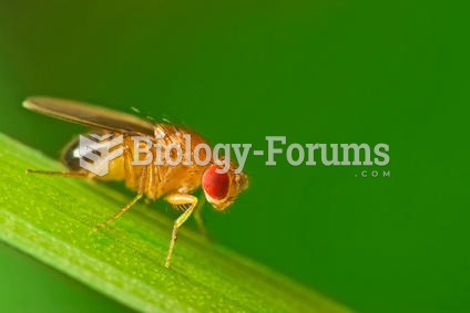 Male fruit fly (Drosophila Melanogaster) on a blade of grass.