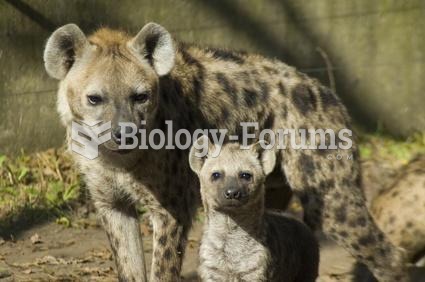 Hyena (Crocuta crocuta) pup and mother.