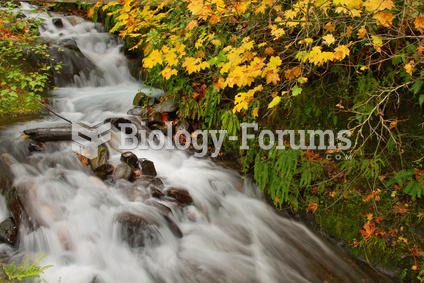 Wahkeena Falls at Columbia River Gorge in Oregon in the autumn.