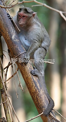 A Crab-eating Macaque, an old world species of monkey native to Southeast Asia