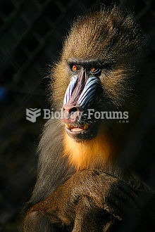 The mandrill (Mandrillus sphinx) is a primate of the Old World monkey (Cercopithecidae) family,[3] c