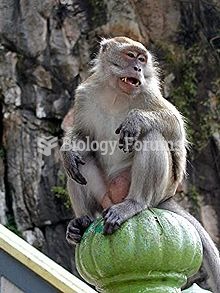 Batu Caves, Malaysia- crab-eating macaque