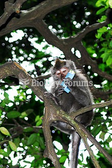 As a result of sharing its environment with humans, this macaque had the opportunity to steal an ast