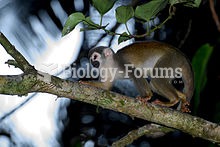 The common squirrel monkey (Saimiri sciureus) is a small New World primate from the Cebidae (squirre