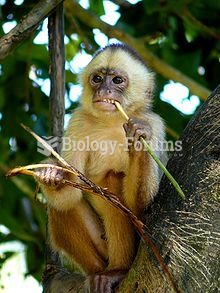 White-fronted capuchin (Cebus albifrons)