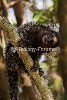 Common marmoset (Callithrix jacchus)